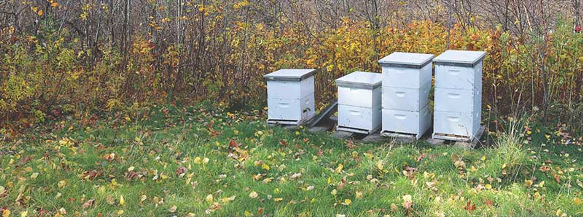 Education: The Langstroth Hive Components thumbnail image