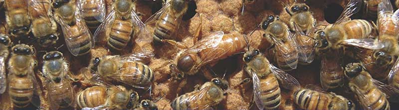 Education: Meet The Colony thumbnail image