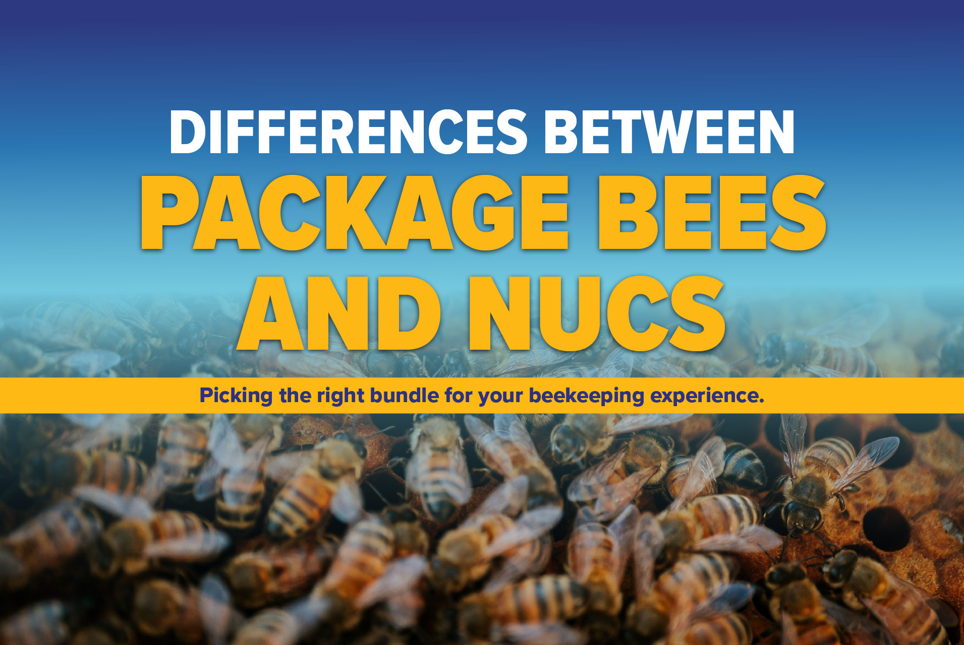 Choosing Between Package Bees and Nucs (Nucleus Colony) thumbnail image