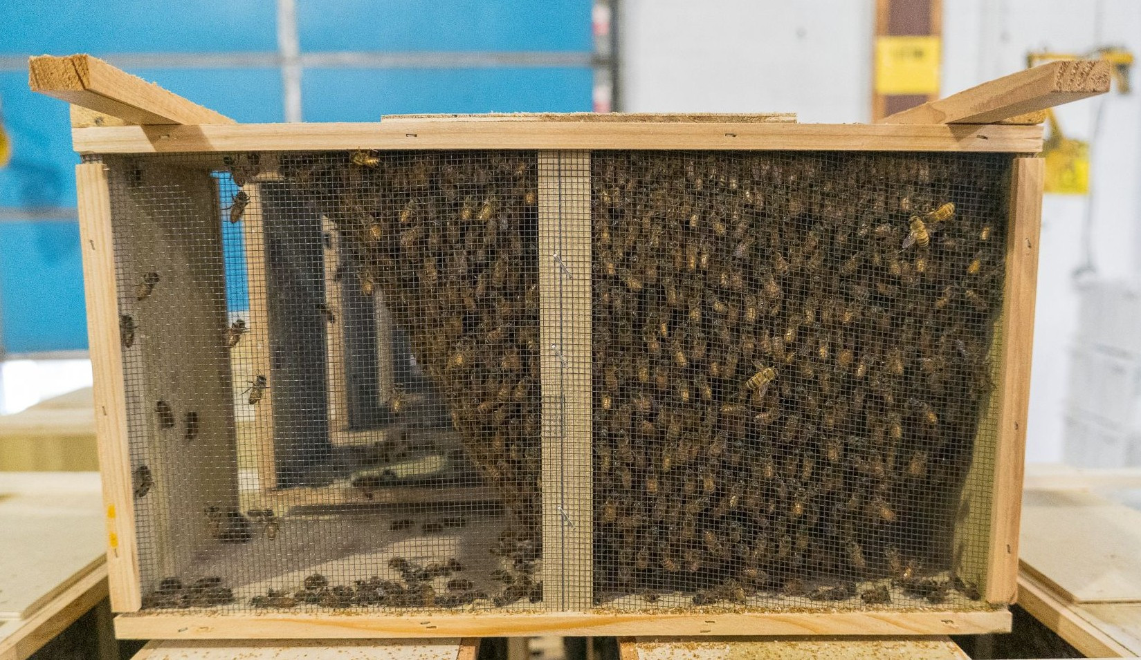 Installing a Package of Bees in Wooden Crates - How to Guide thumbnail image