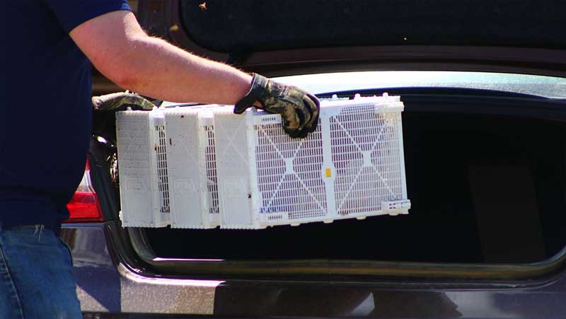 The Best Way to Install Package Honey Bees thumbnail image