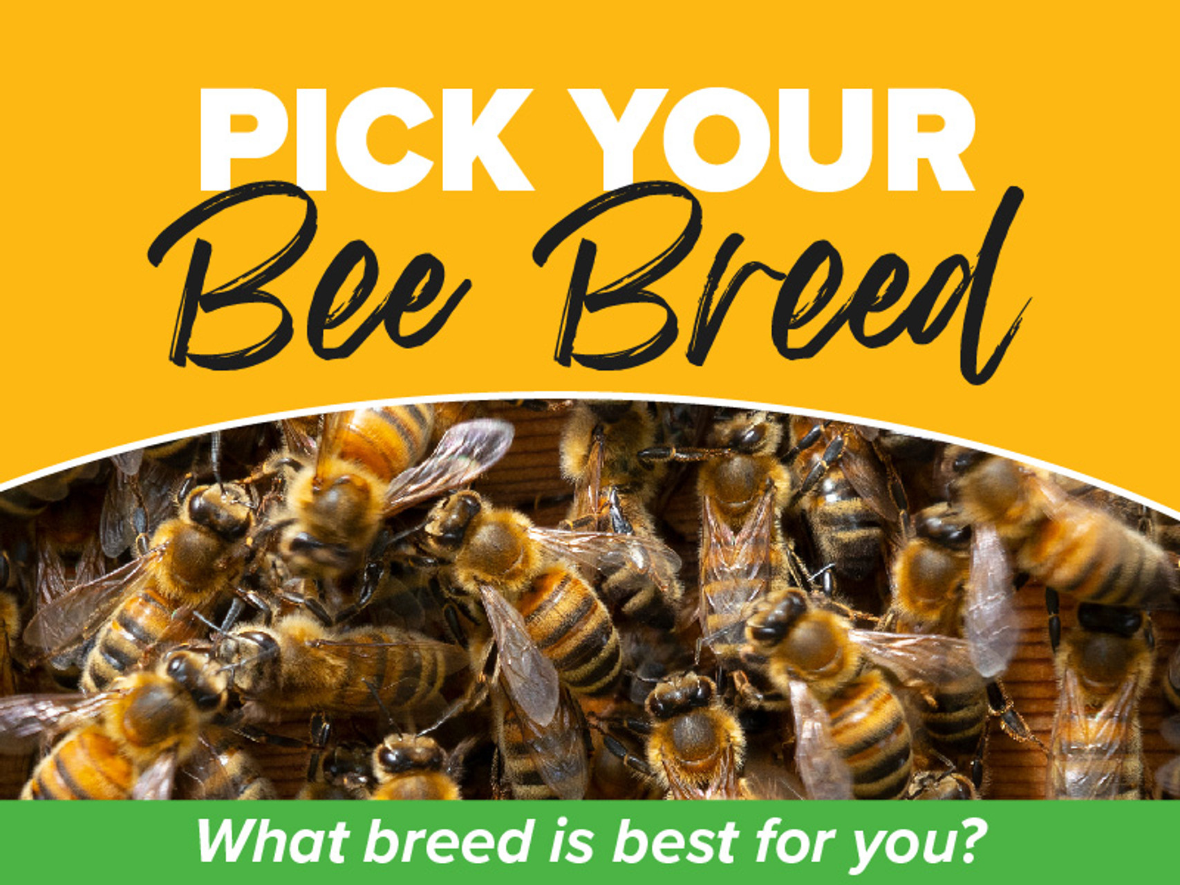 Picking Your Honey Bee Breed thumbnail image