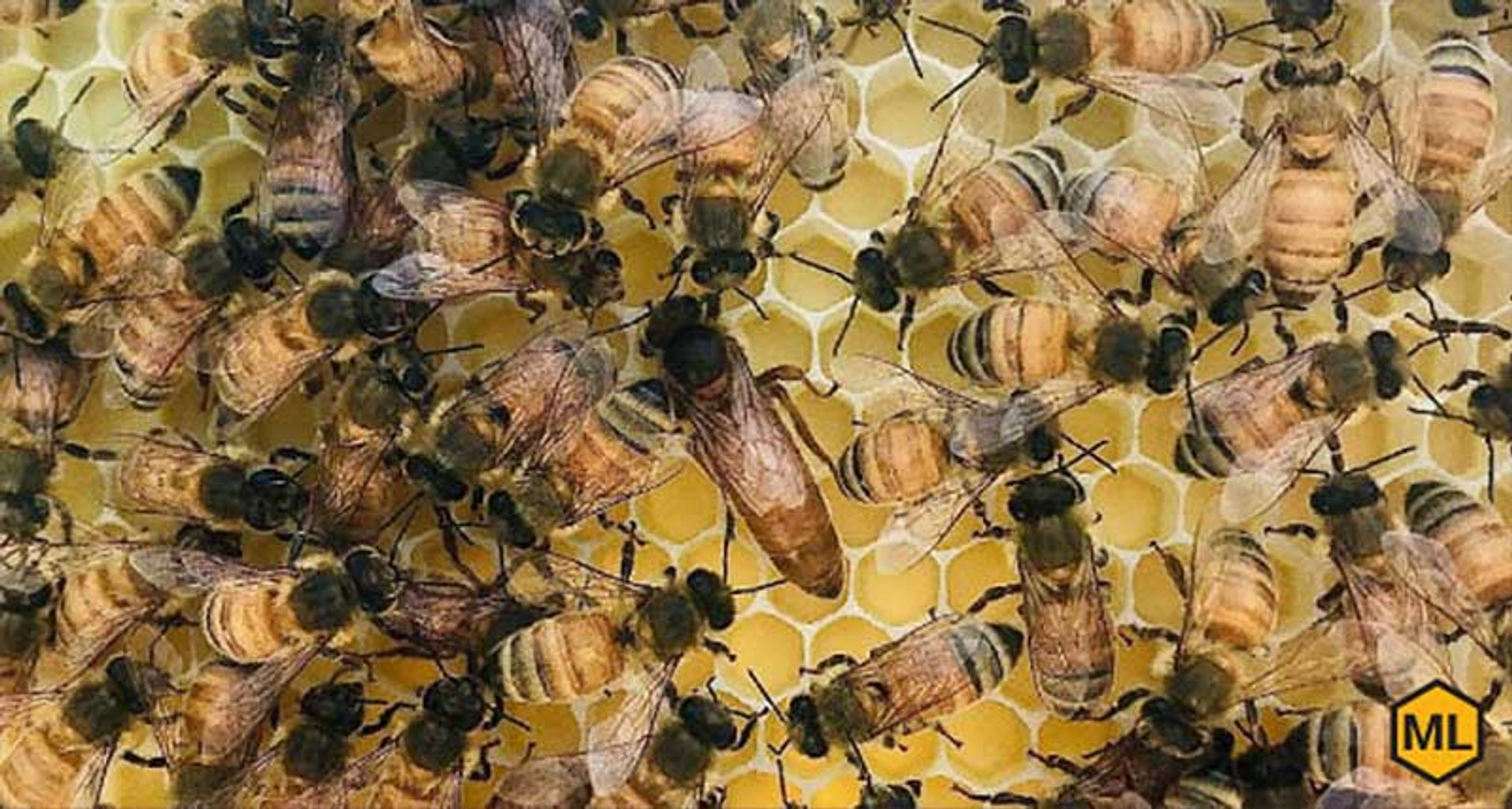 Live Honey Bees For Sale  Mann Lake Bee & Ag Supply