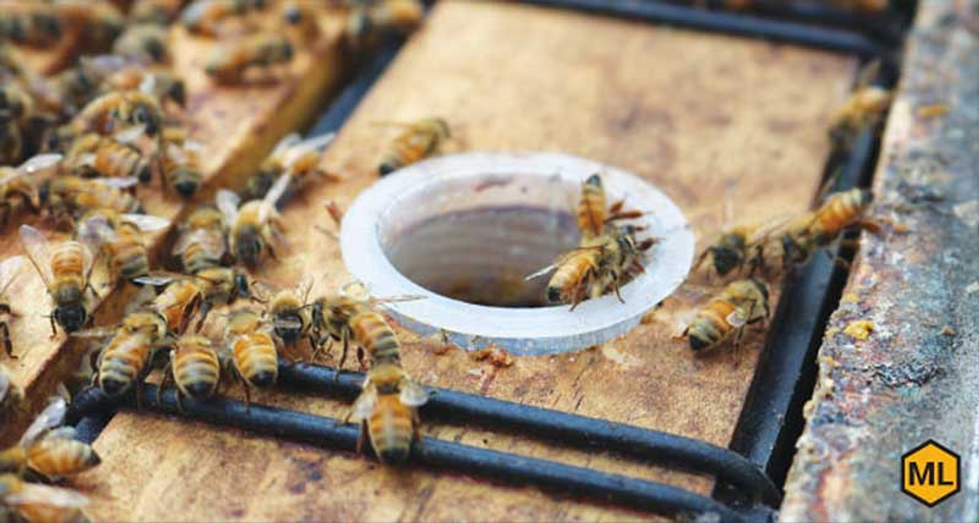 The Advantages of Small Cell Bees Keeping Backyard Bees