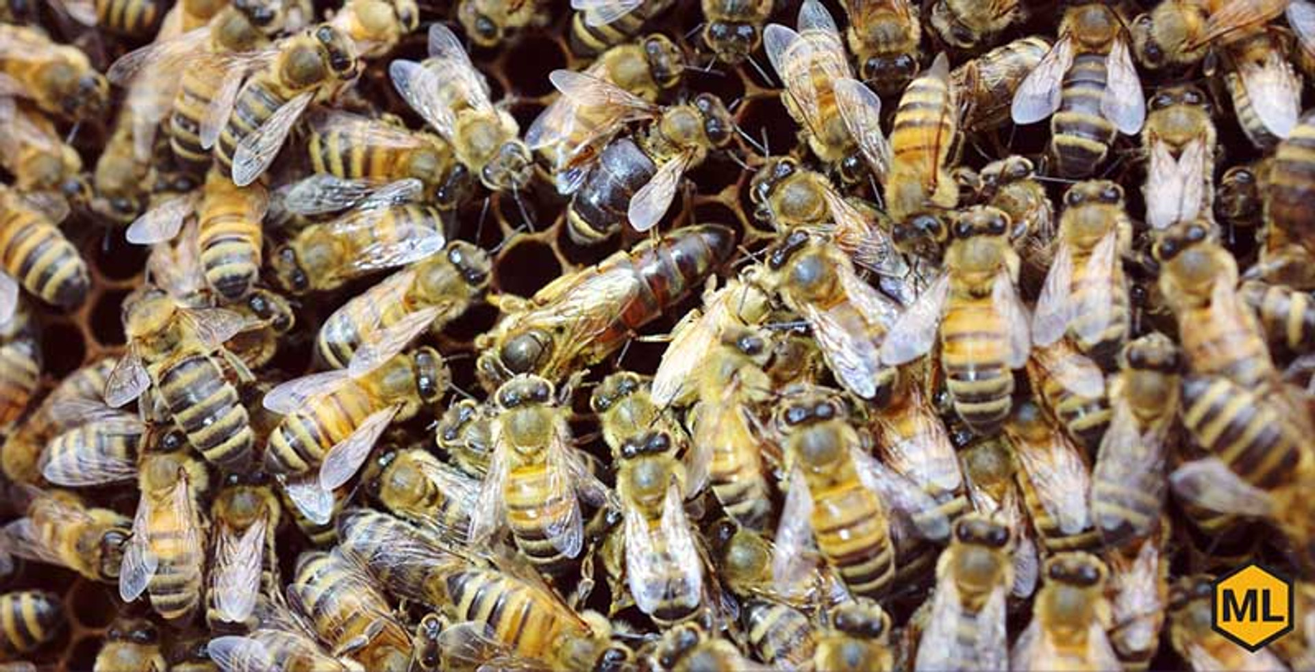 Guide to Purchasing Honey Bees thumbnail image