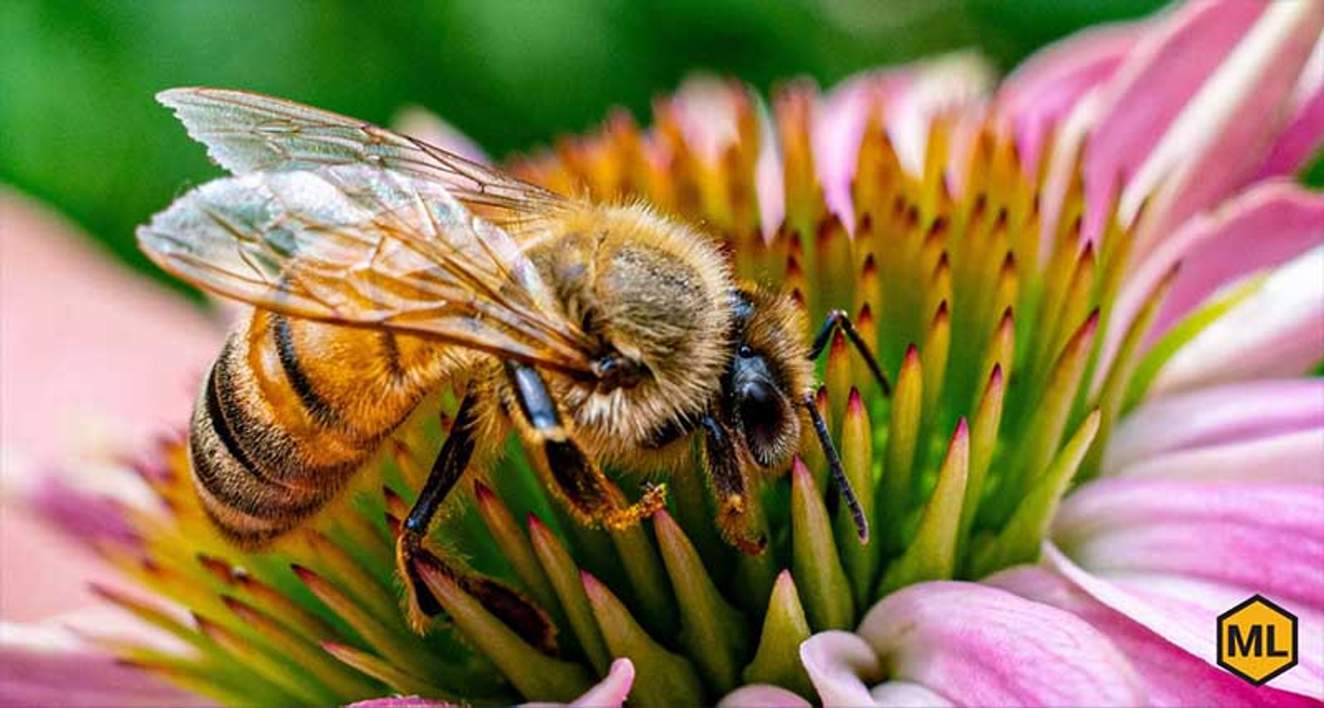 diseases of the honey bee