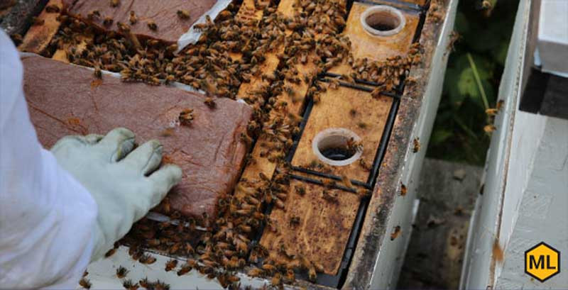The Most Important Beekeeping Equipment For Spring thumbnail image