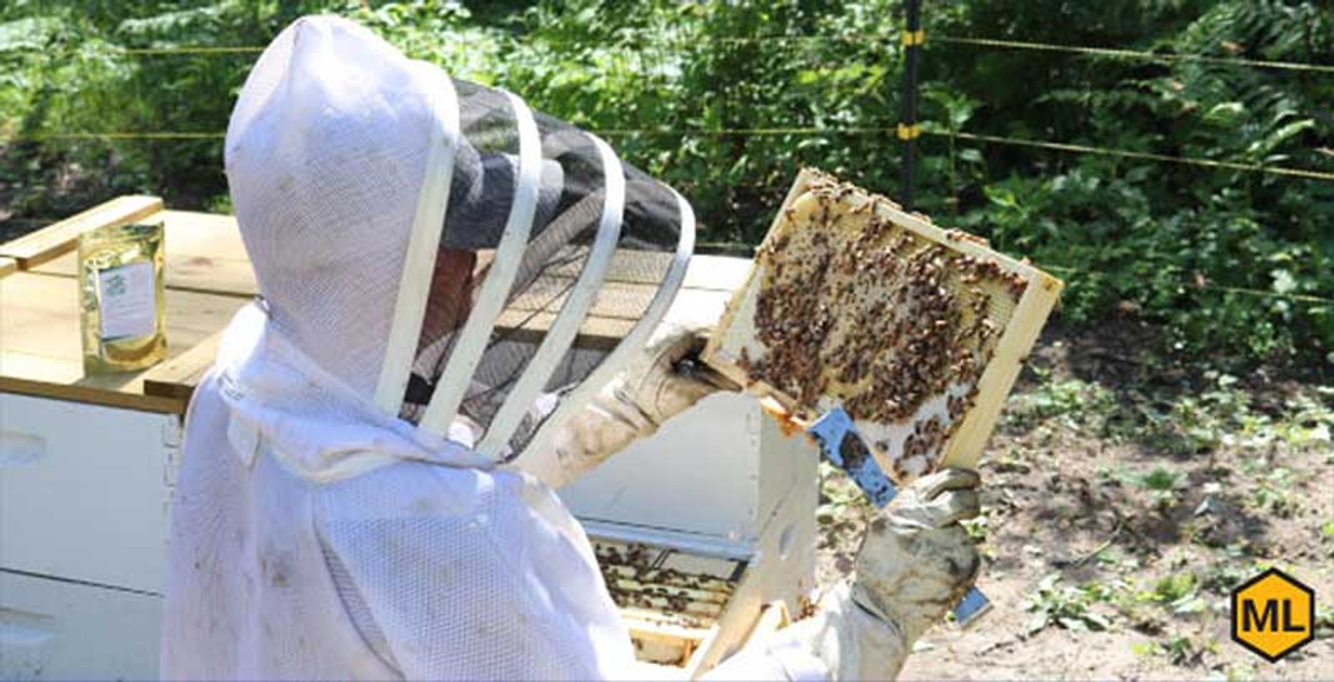 Practical Tips for Inspecting a Beehive thumbnail image