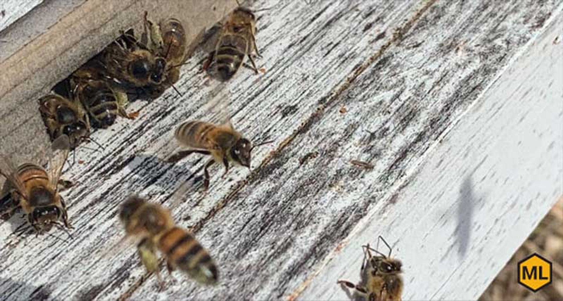 Tips For Giving Your Beehives Enough Ventilation This Summer thumbnail image
