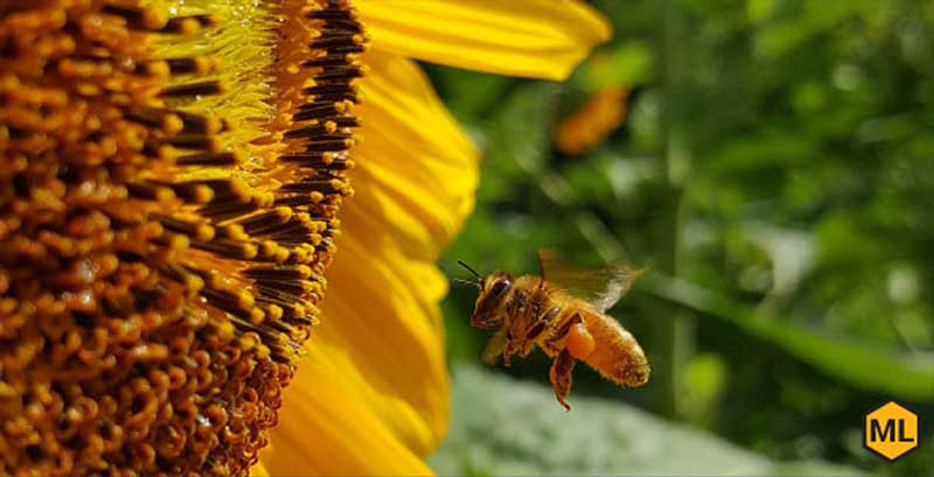 Top Flowers To Keep Near Your Beehive thumbnail image