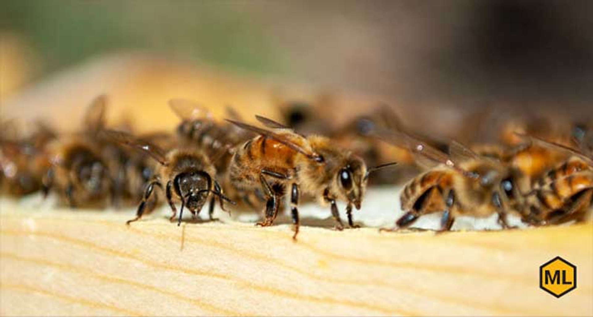 Bees buzz along the honey comb