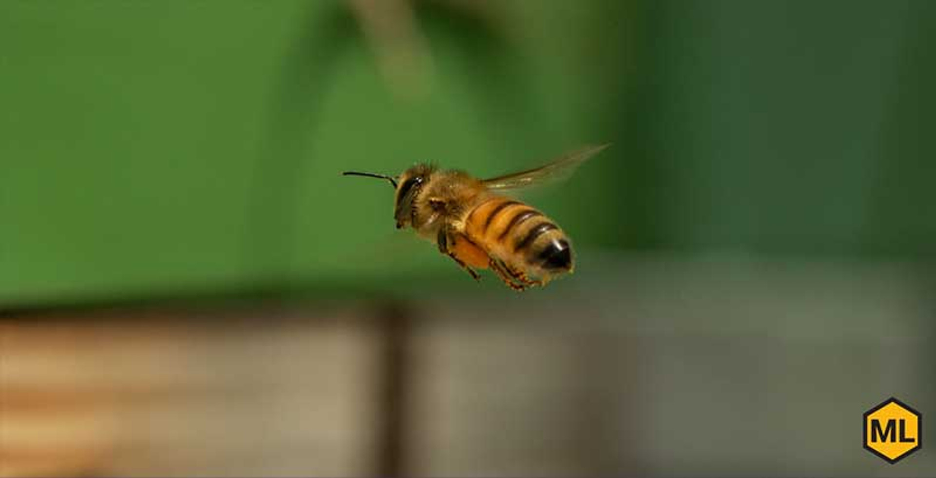 How Do Bees Fly? The Science Behind Their Tiny Wings thumbnail image