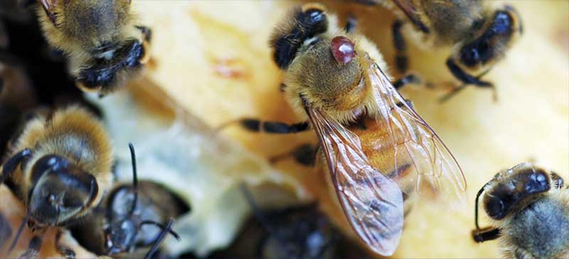 Beekeeping Guide Varroa Mite Treatment Chart Mann Lake Bee & Ag Supply