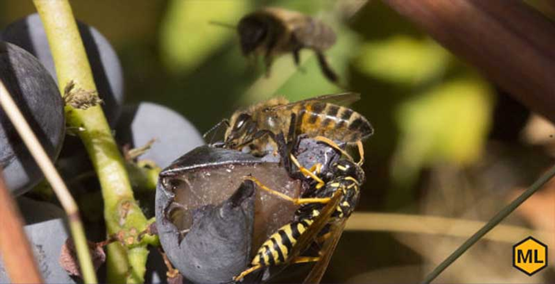 yellow jacket vs honey bee