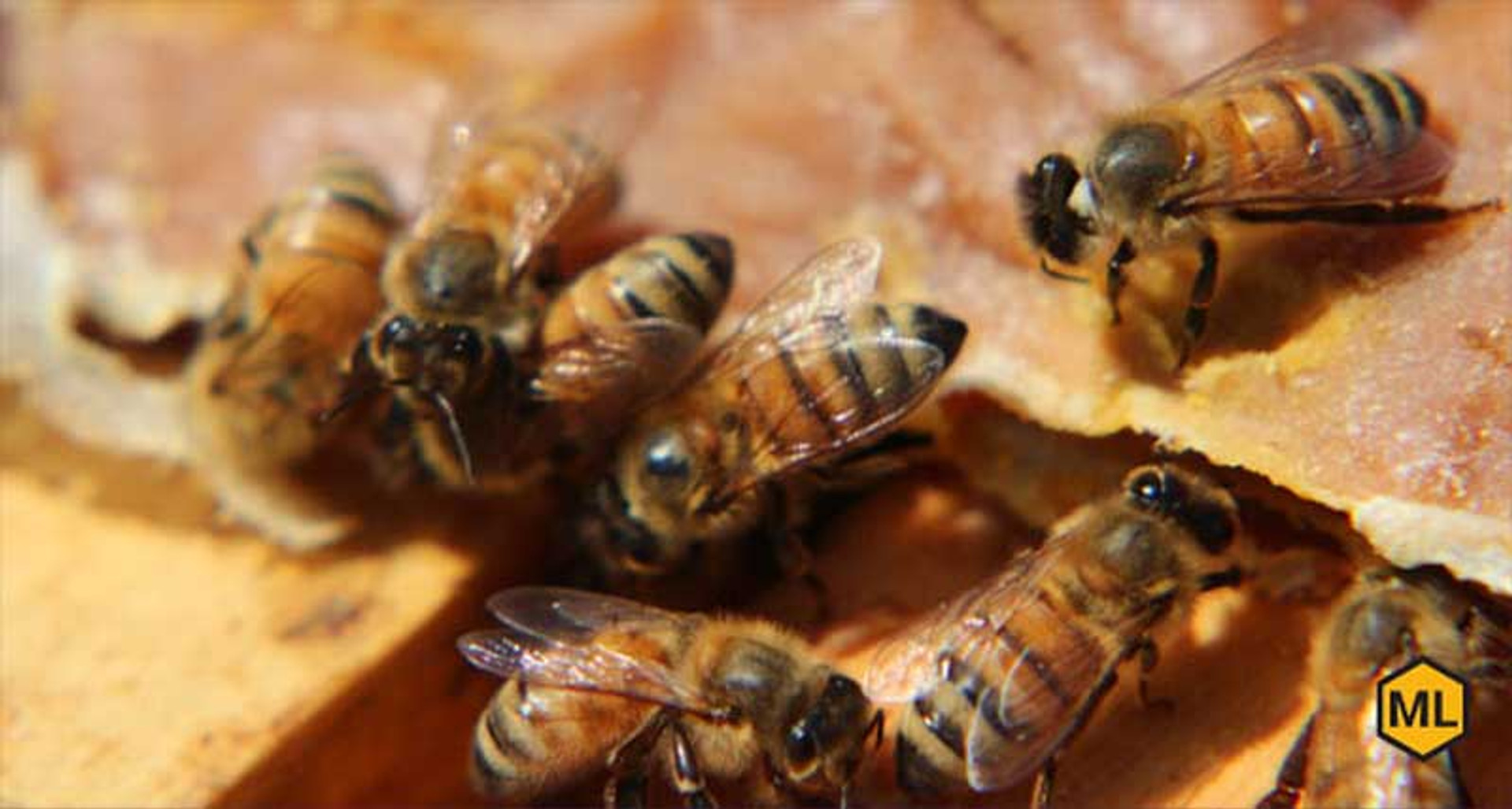 What Diet Does A Honey Bee Require? thumbnail image