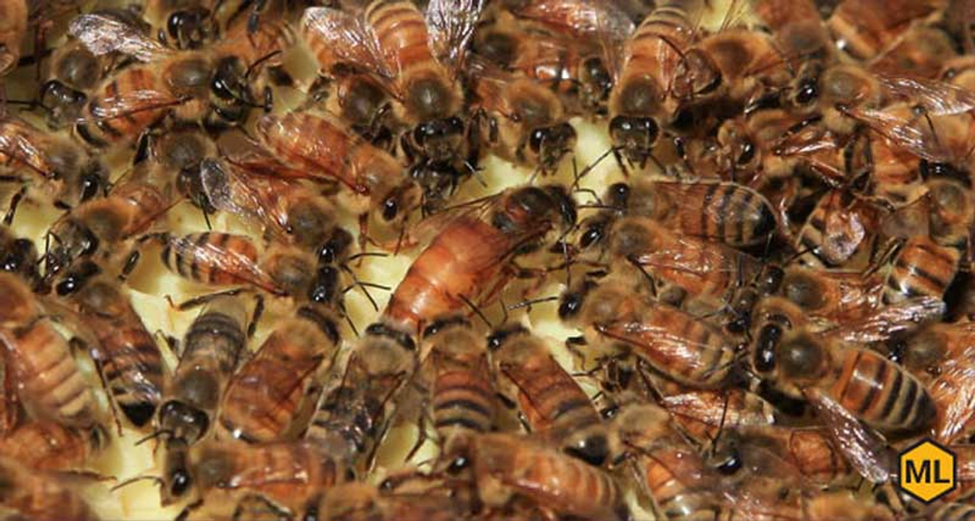 honey bee queen mating