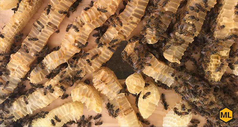 What Is Cross Comb In A Beehive? thumbnail image