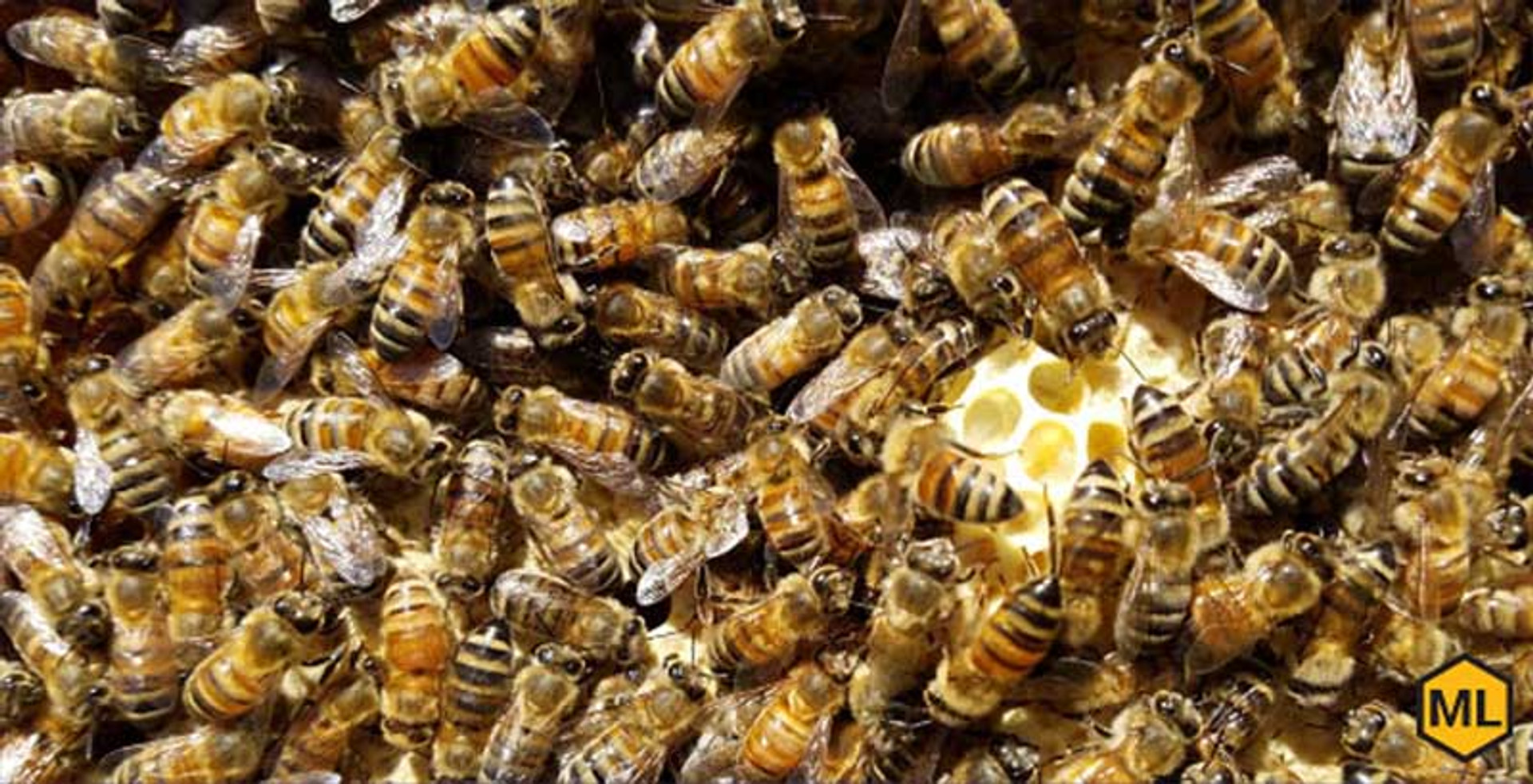 How To Order Honey Bees Online - What You Should Know - Mann Lake Bee & Ag  Supply