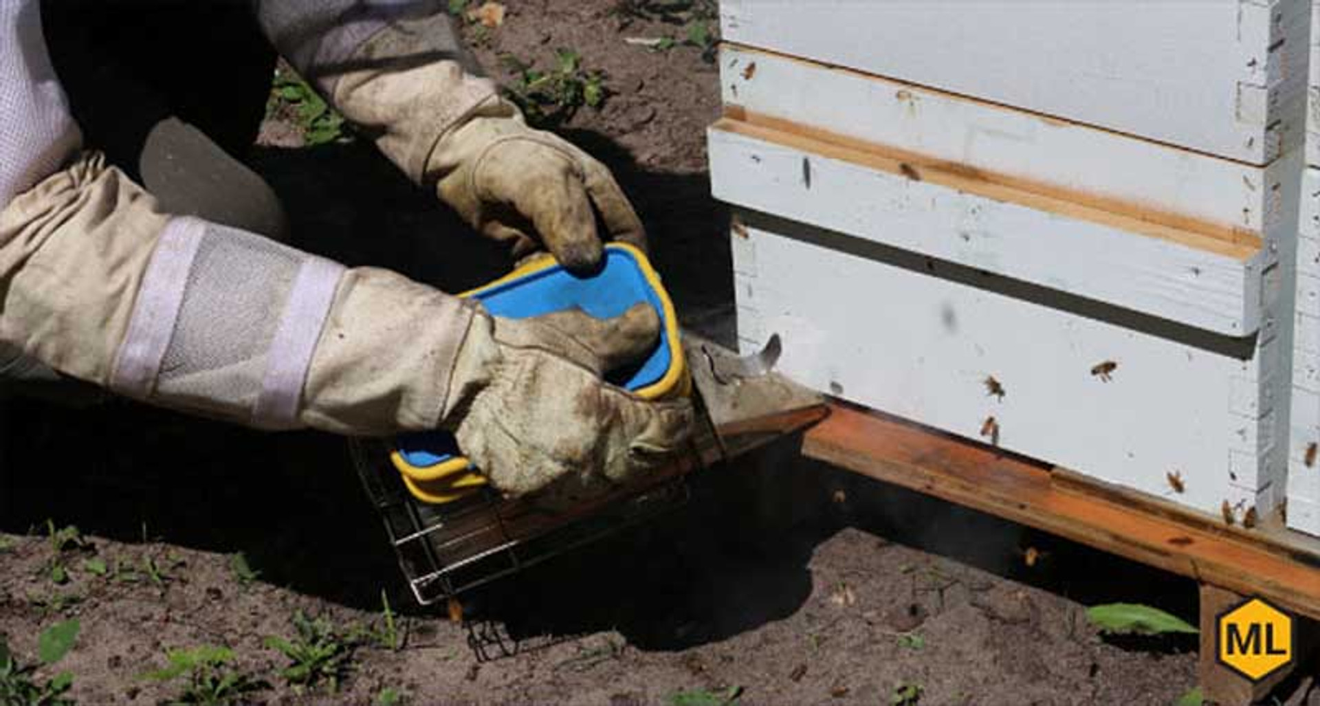 Why Do Honey Bees Sting People? thumbnail image