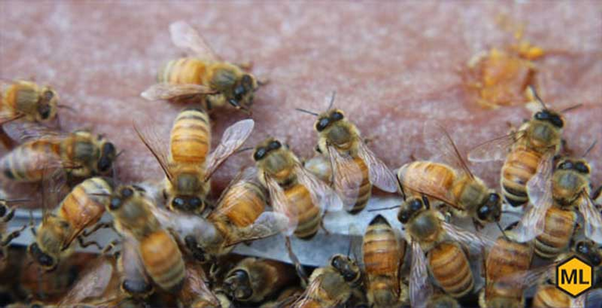 Why Feed Pollen Substitutes? thumbnail image