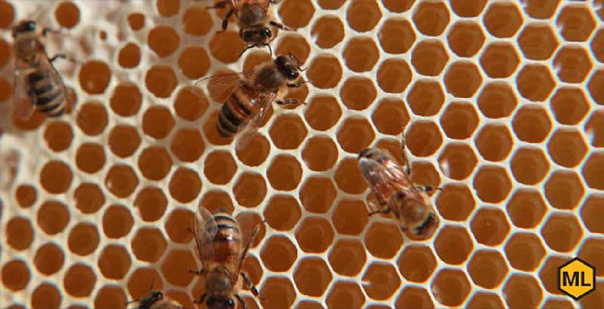 Why Honeycombs Look The Way They Do thumbnail image