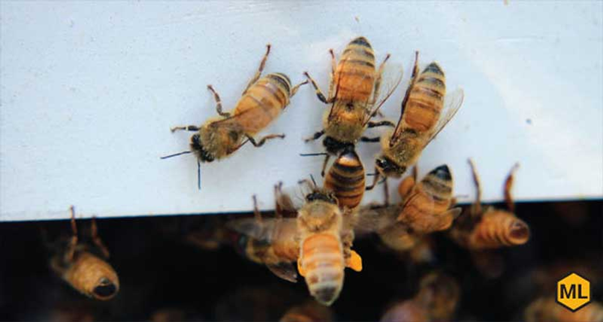 How Do Bees Communicate - Mann Lake Bee & Ag Supply