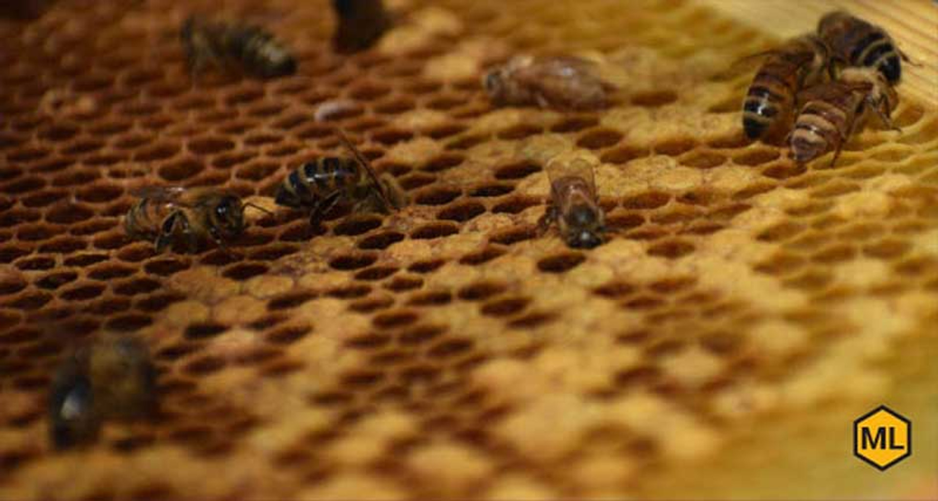 Why Is The Bee Population Declining? thumbnail image