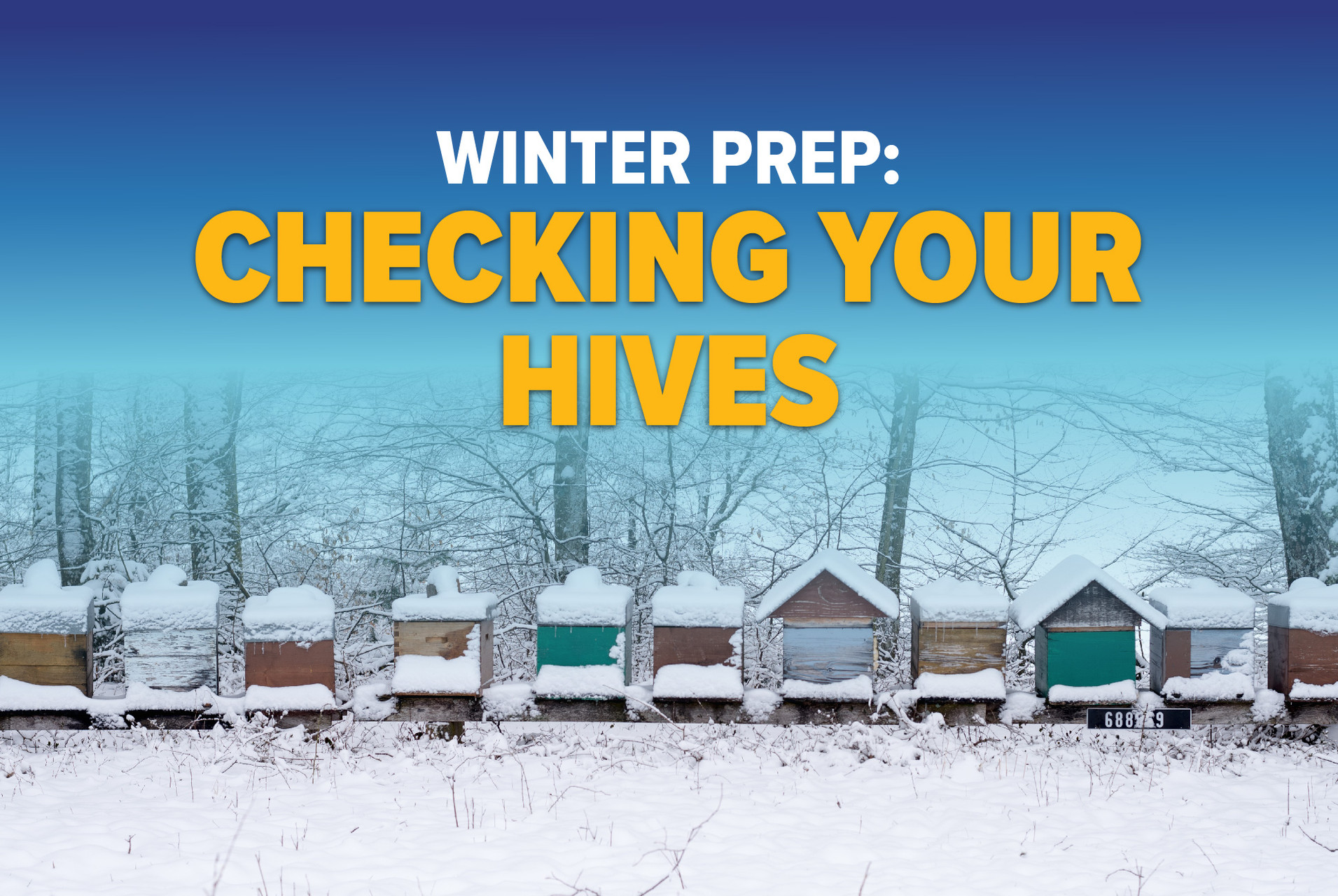 Should You Open Your Hive Mid-Winter? thumbnail image