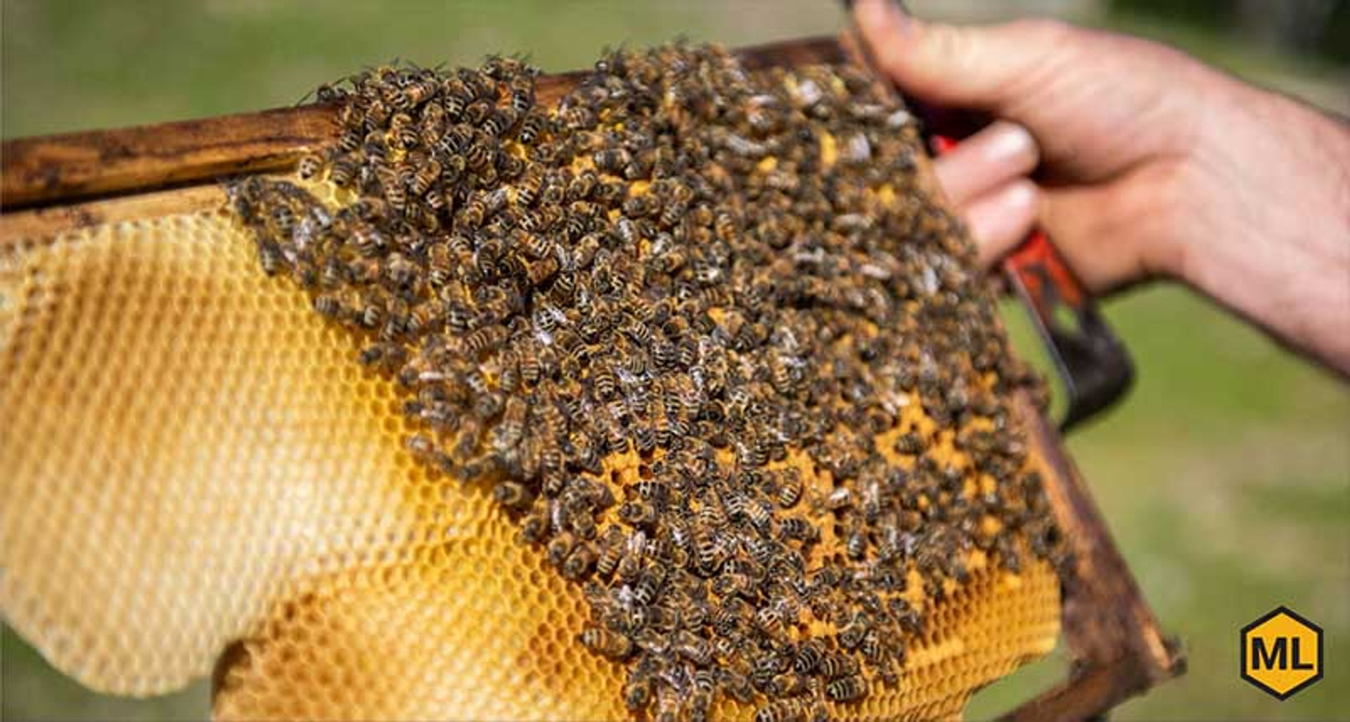 Your Summer Beekeeping To-Do List thumbnail image