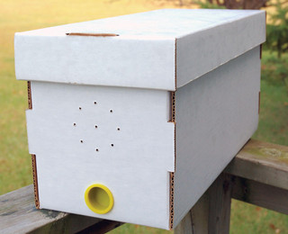 Live Honey Bees For Sale  Mann Lake Bee & Ag Supply