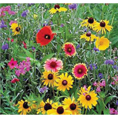 Wildflower Seed - 1/2 lb,SD101, Mann Lake Ltd.