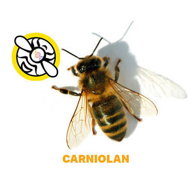 California Carniolan Package Bees