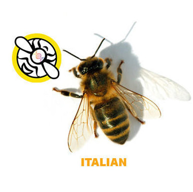 California Italian Package Bees