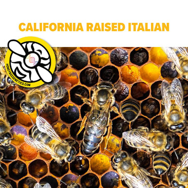 California Italian Package with AFB-Vaccinated Queen  - BE322