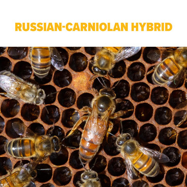 Russian-Carniolan Hybrid Package Bees
