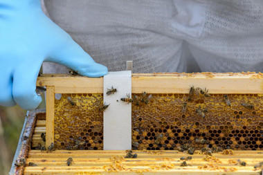 Apivar® 2.0, Z549, Mann Lake Ltd.