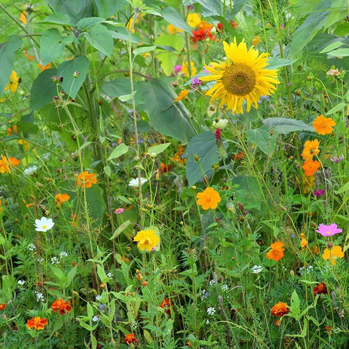 Feed the Bees Wildflower Mix Seed Packet