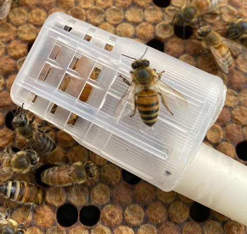 Florida Raised Carniolan Queen Bee
