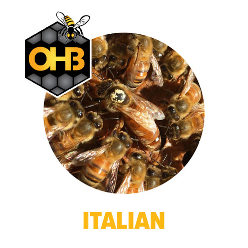 https://cdn11.bigcommerce.com/s-dhdy1goaa7/images/stencil/500x659/products/4665/8654/OHB-Italian-Package-Bees__78887.1.jpg