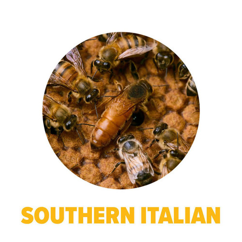 Southern Italian Package Bees