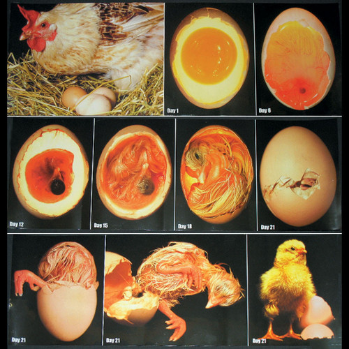 Embryology, Color Photo Poster Set