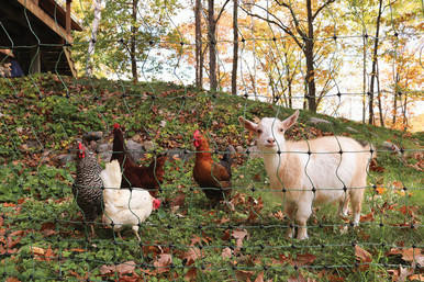 Electric Fence | Mann Lake Ltd.