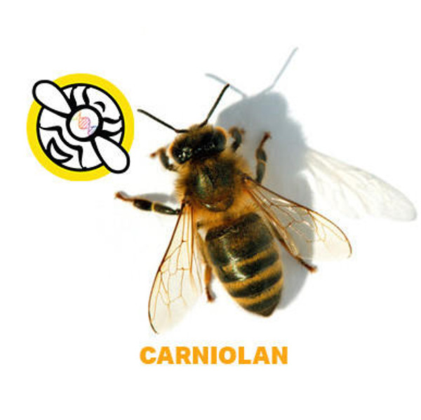 California Carniolan Package Bees