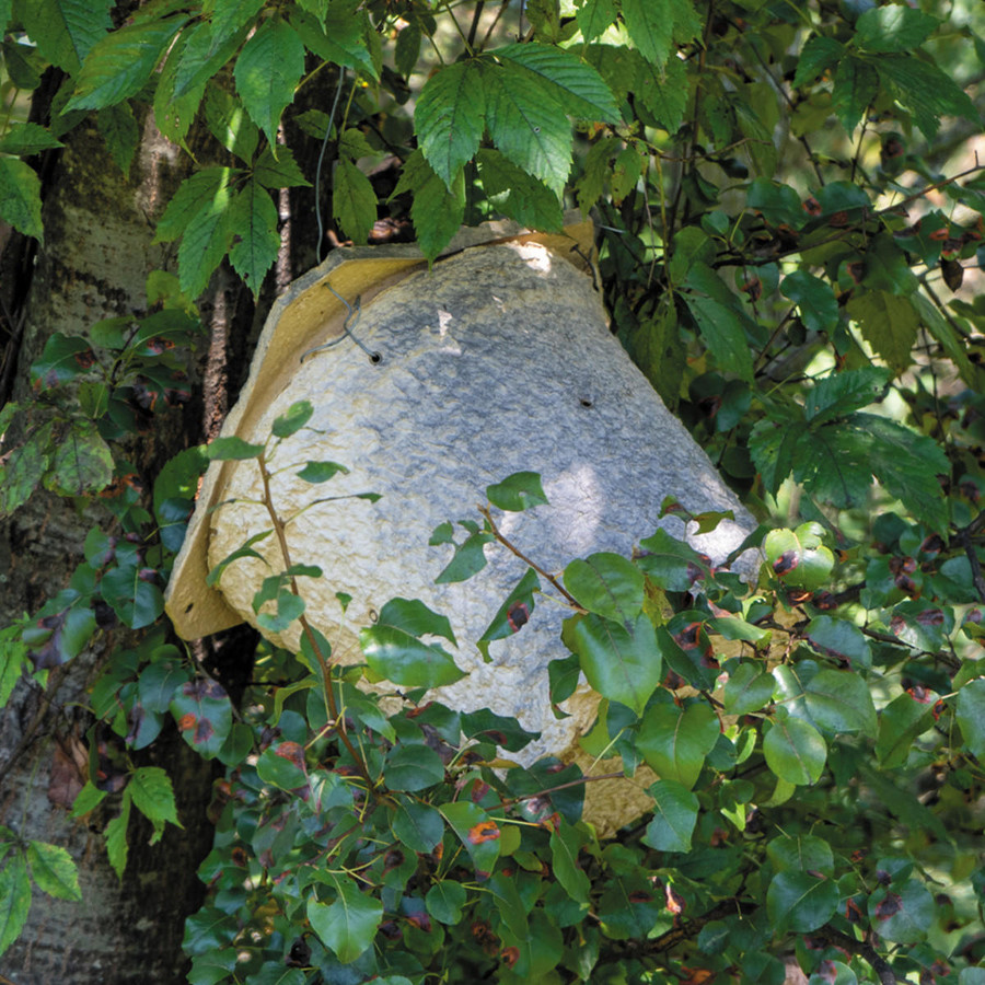 Bee Swarm Trap Bee Swarm Trap