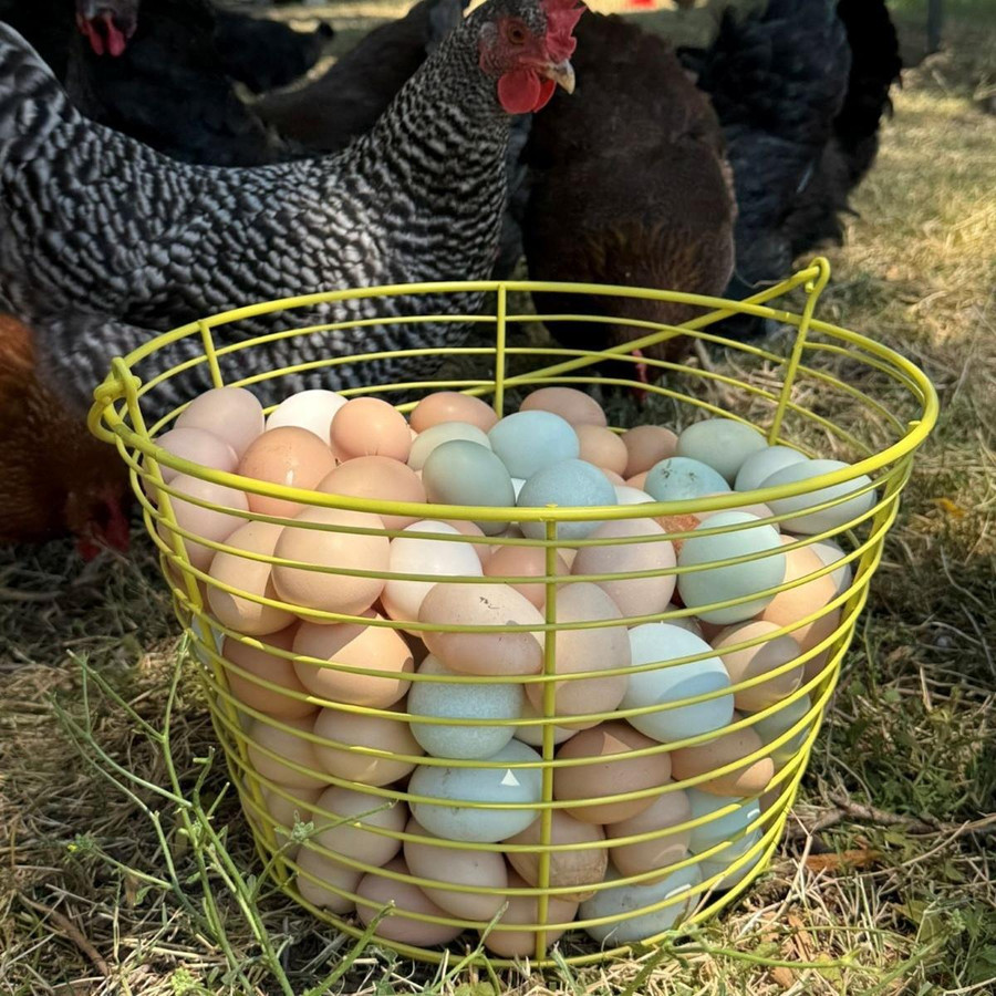 Egg Baskets,Z440, Mann Lake Ltd.