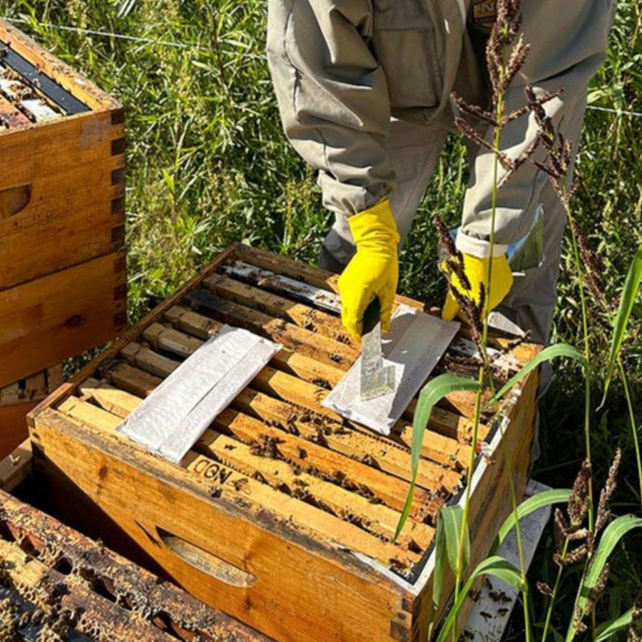 Formic Pro - Varroa Treatment, 10 Dose,DC645, Mann Lake Ltd.