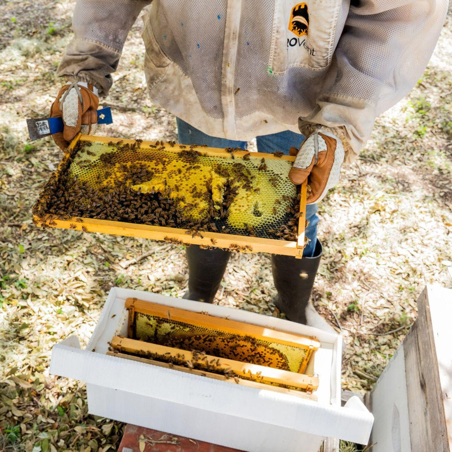 9 1/8" Assembled Frames with Natural Max Wax Rite-Cell Premium Foundation, Case of 20,WW903, Mann Lake Ltd.