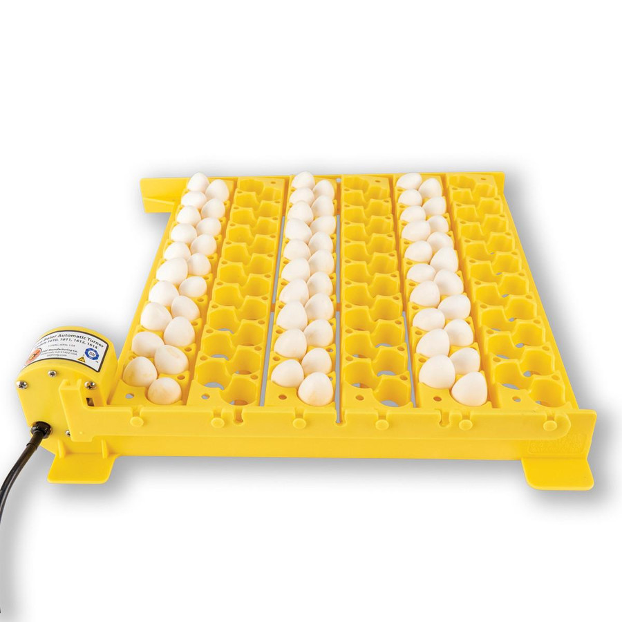 Quail Egg Racks Quail Egg Racks