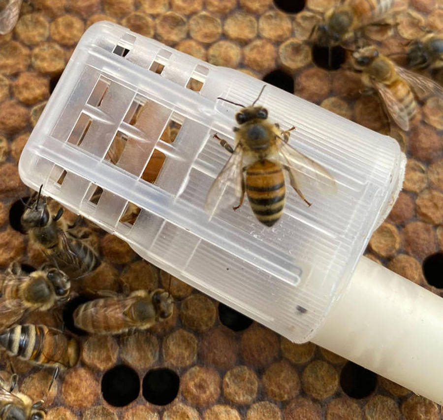 Florida Raised Carniolan Queen Bee - Shipped ,Z908, Mann Lake Ltd.