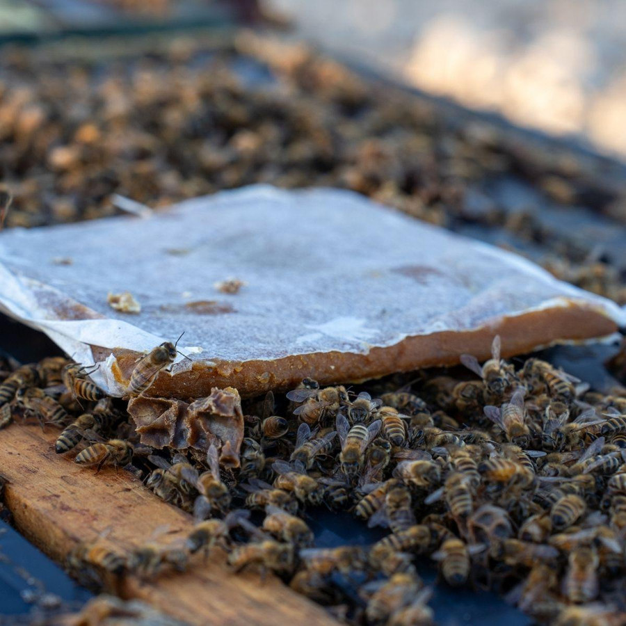 FD316, Ultra Bee Plus Patties with Natural Pollen, 2100 lb, Mann Lake